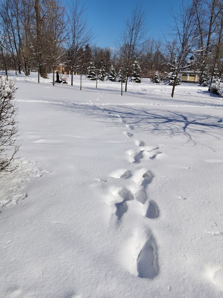 Следы на снегу