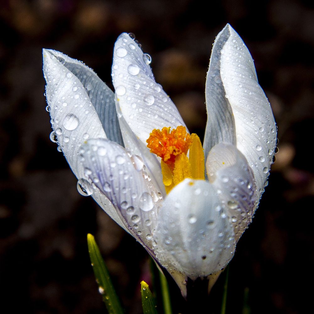 Белый цвет - 6