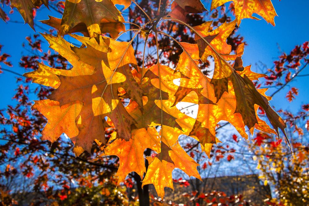 Оранжевый цвет - 4