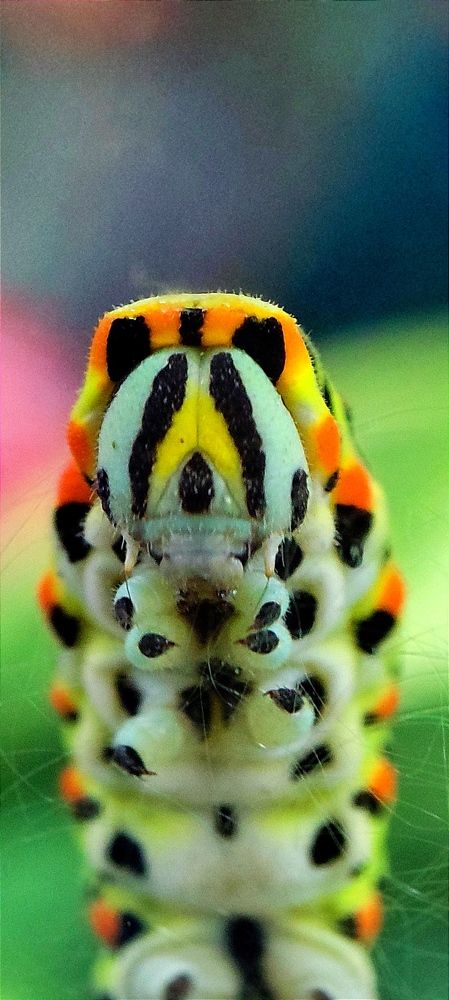 Тропическа бабочка.