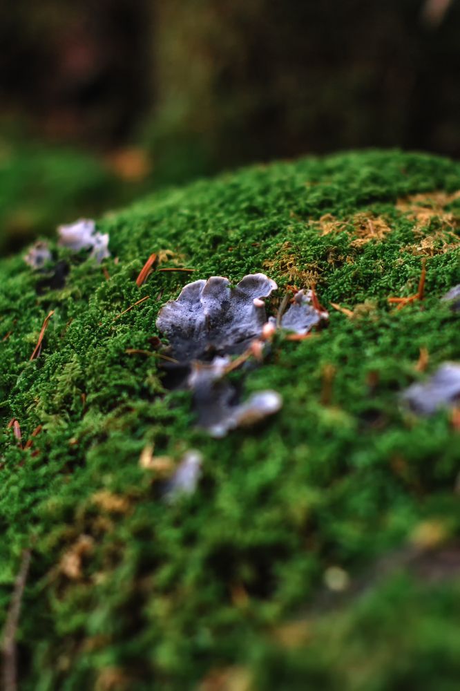 Photograph by Lana Soldatova