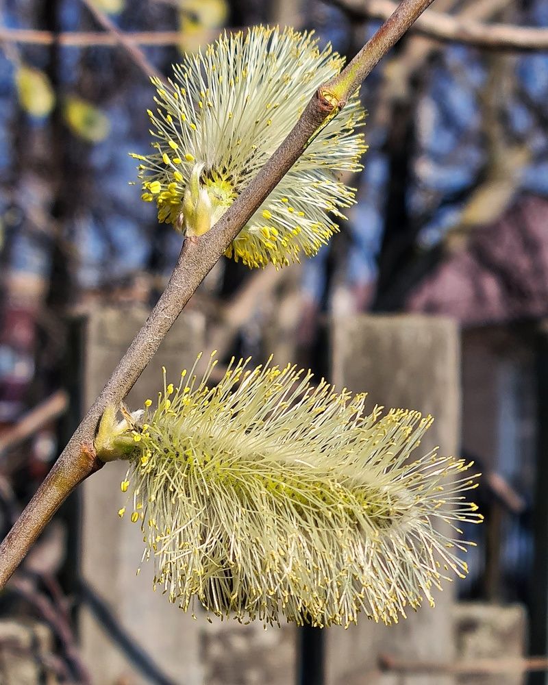 Photograph by Людмила Григорьева