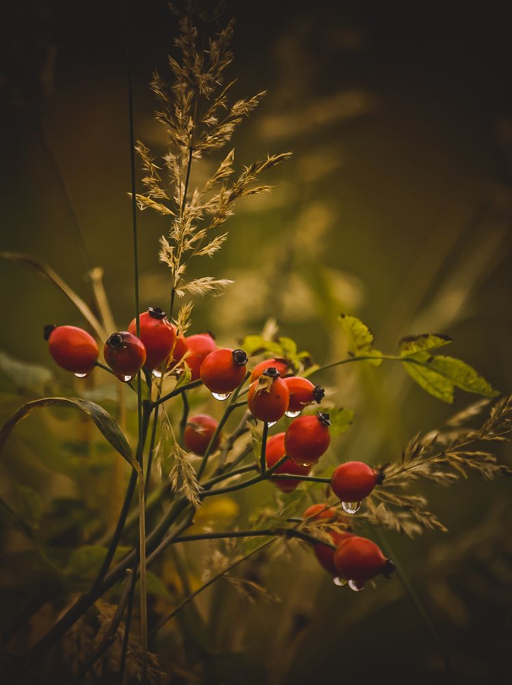 Photograph by Olga Snai