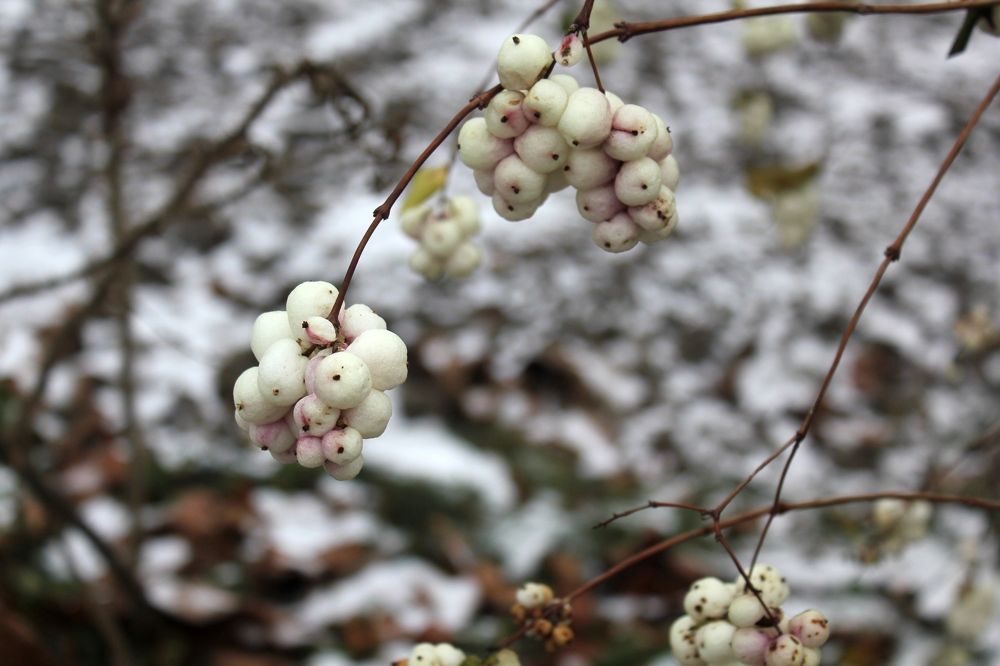 Photograph by Olga Bagaeva