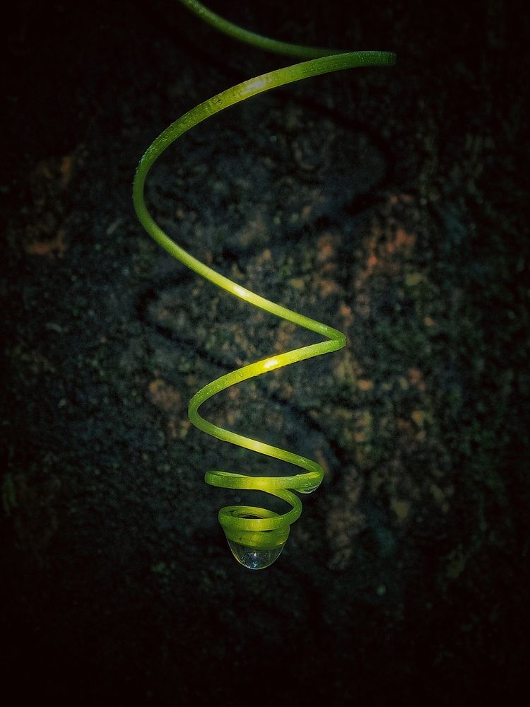 Tendril