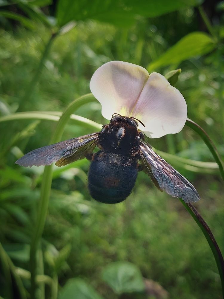 Carpenter bee