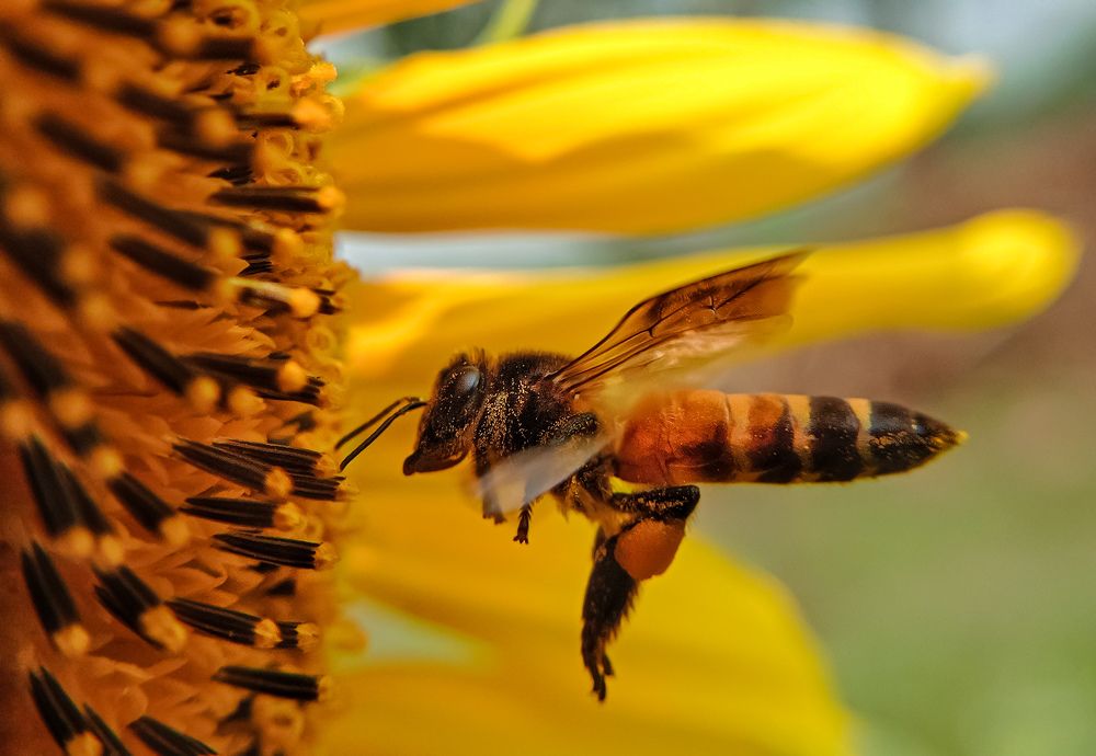 Photograph by Papu Das
