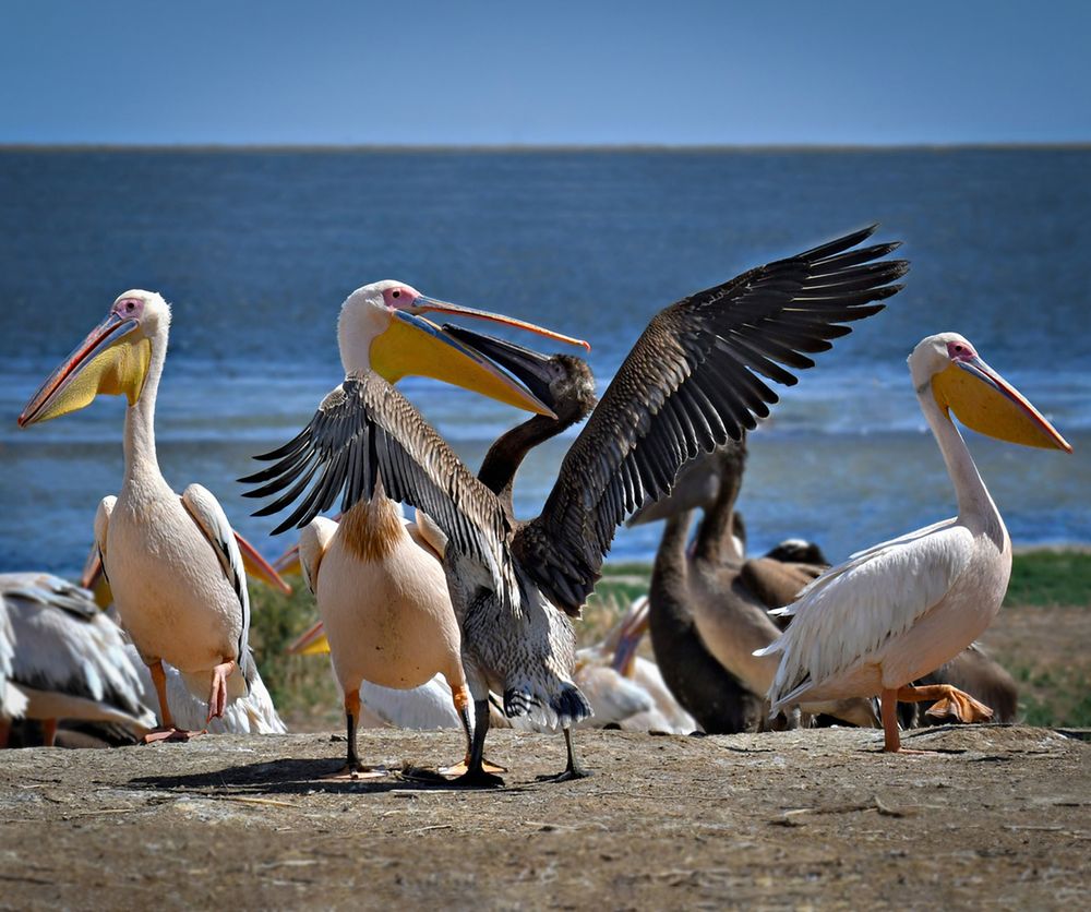 Фотография автора Алла Кожевникова