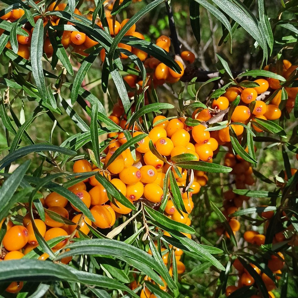 Photograph by Анастасия Горбачева