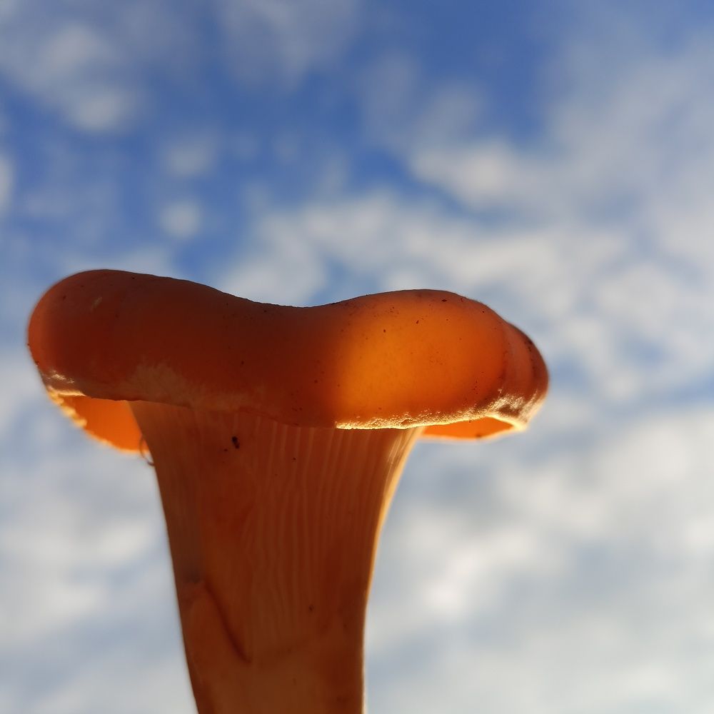 Photograph by Анастасия Горбачева