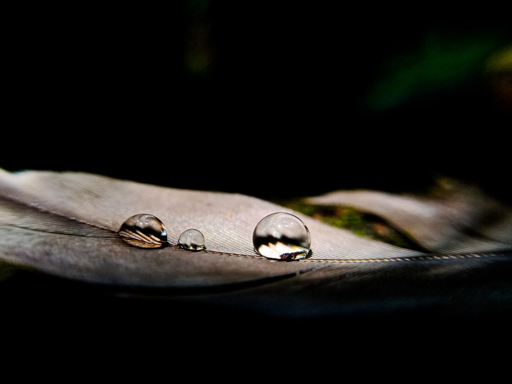 Фотография автора Souvik Bhattacharyya