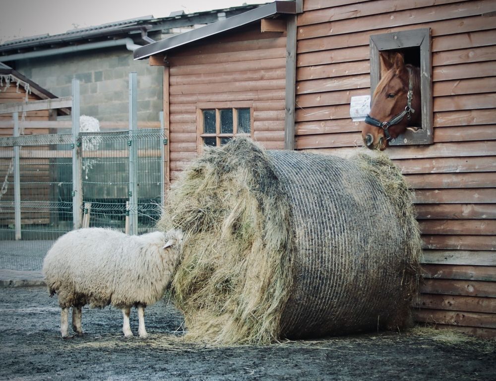 Photograph by Елена Ковалева