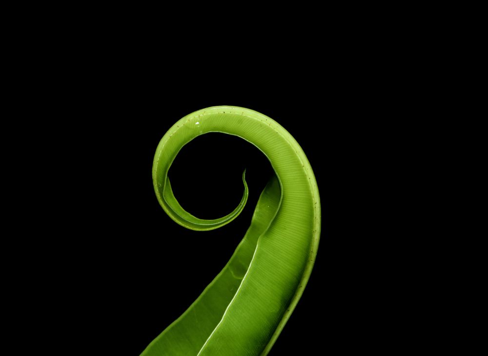 Photograph by Ankan Das