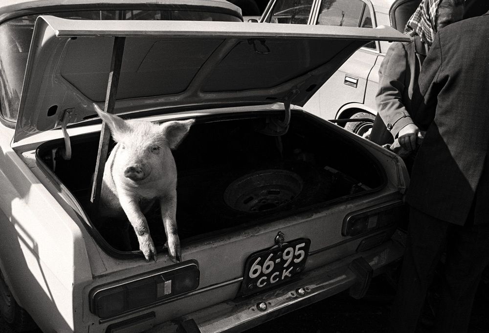 Photograph by Алексей Заморкин