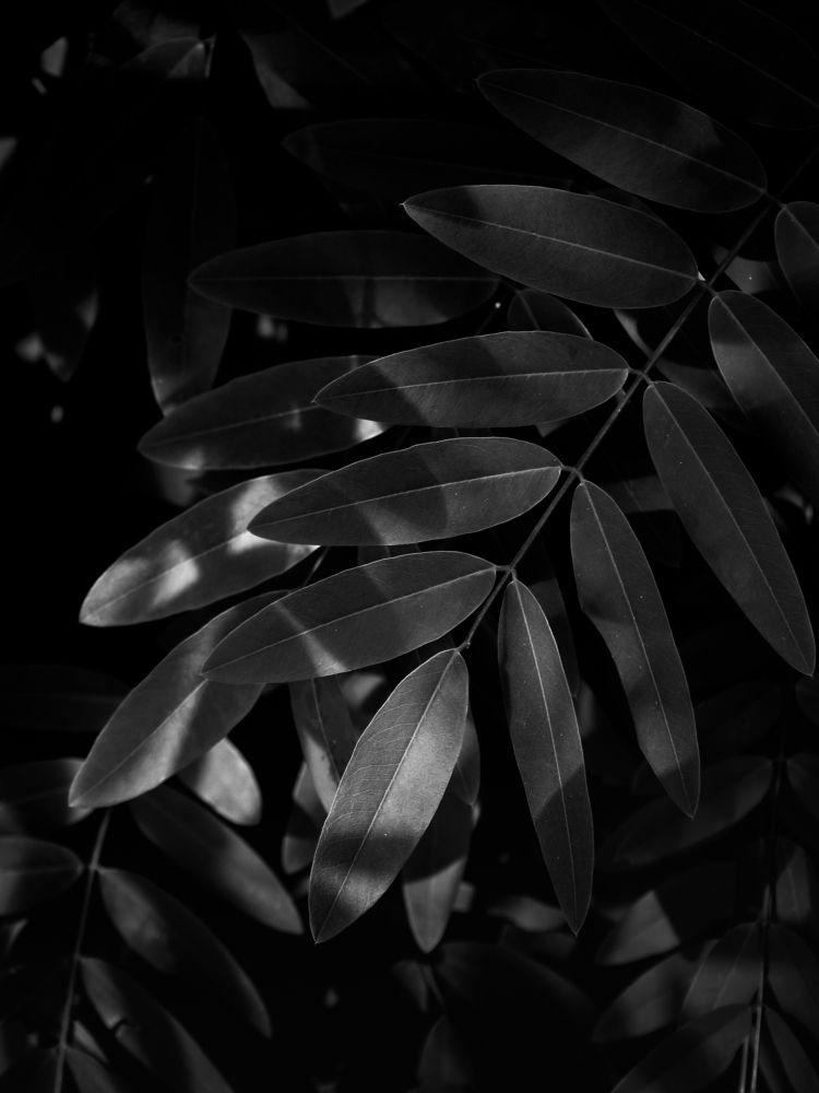 Photograph by Jai Shankar Chirivella