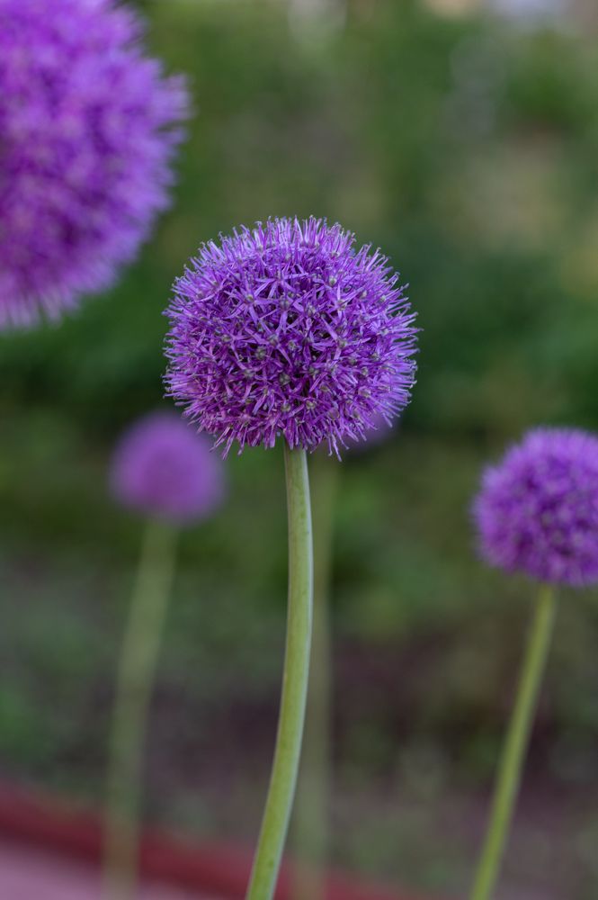 Photograph by Елена Ефимова