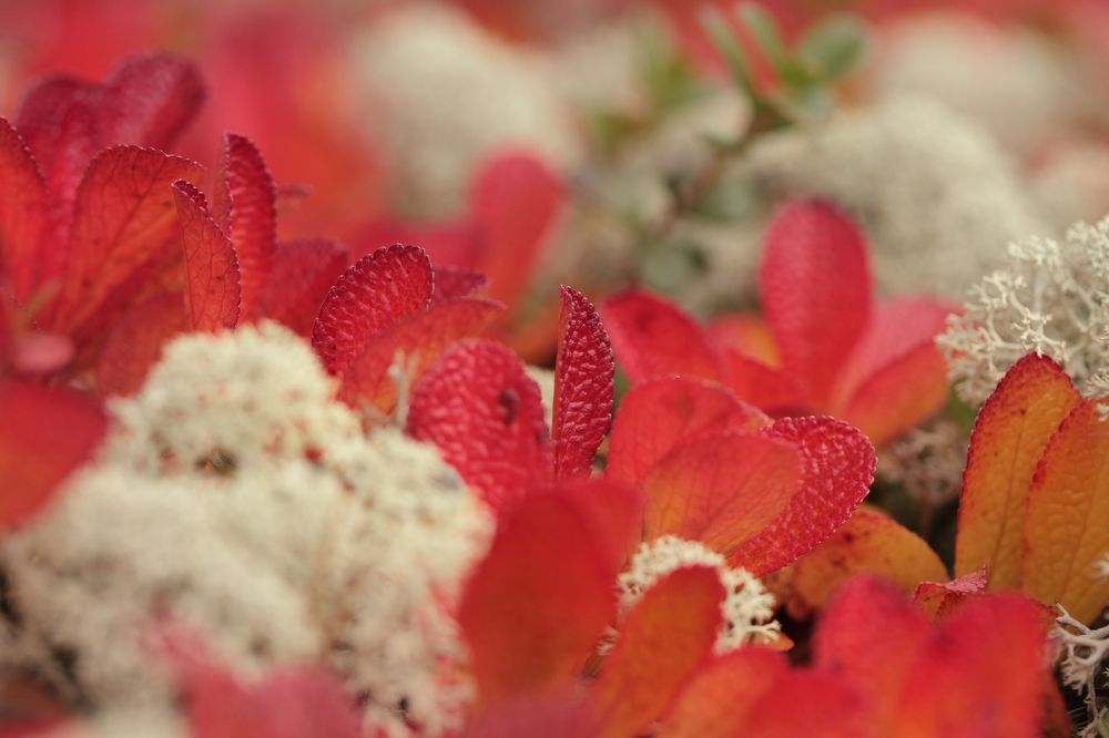 Photograph by Светлана Смирнова