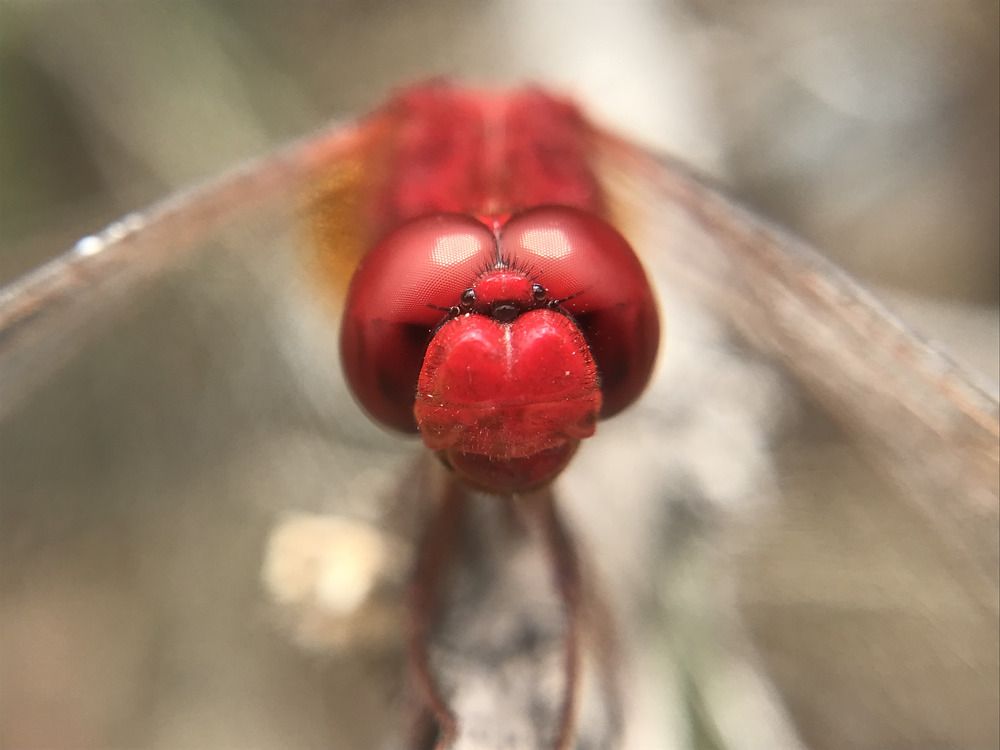 Photograph by bala chandar