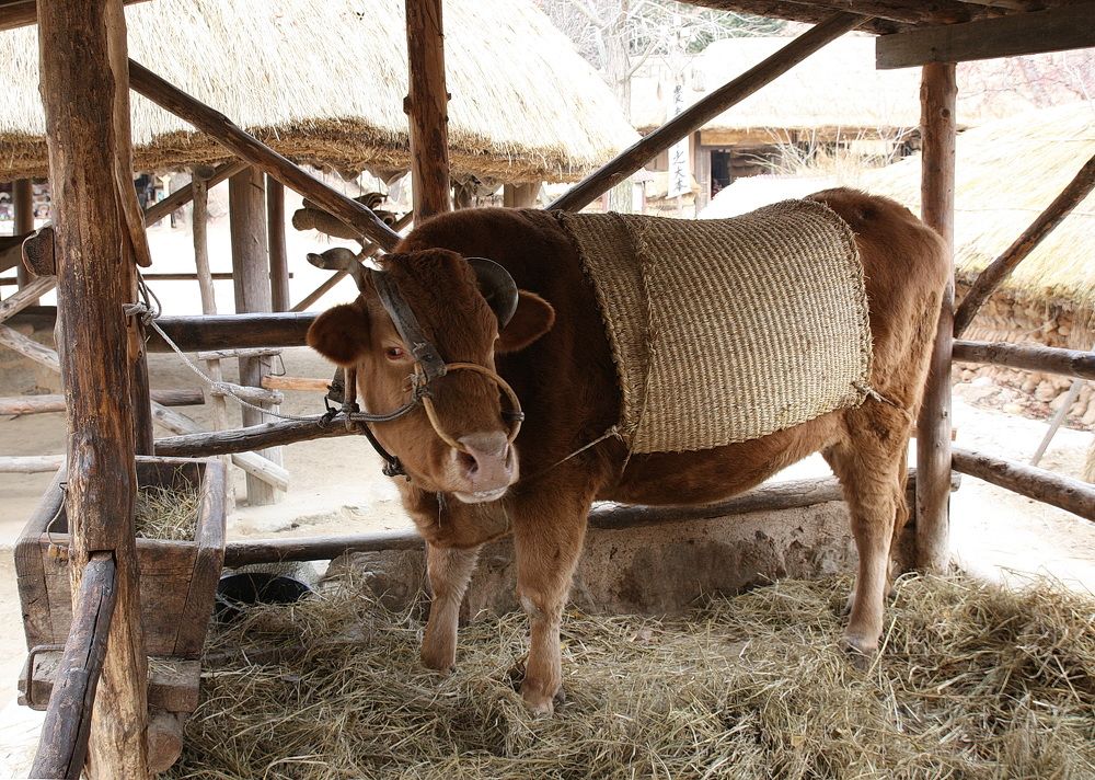 Фотография автора АЛЕКСАНДР ЦЫГЕЛЬНЮК
