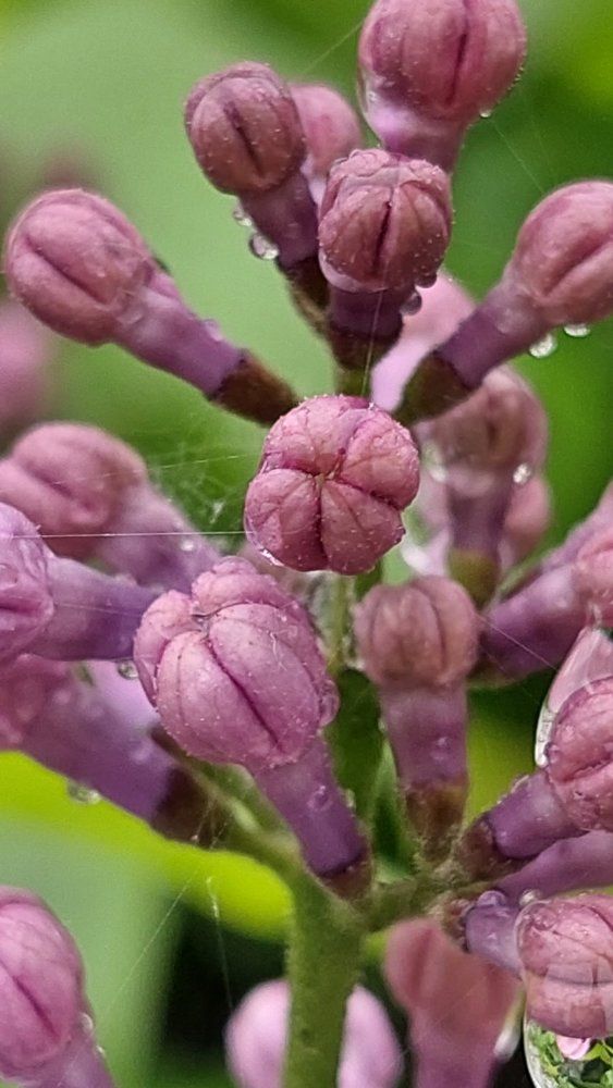 Photograph by Svitlana Usatenko