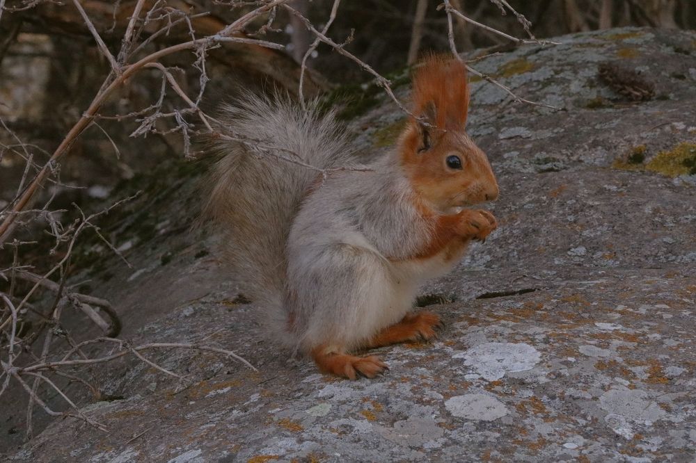 Photograph by Рондак Ульяна