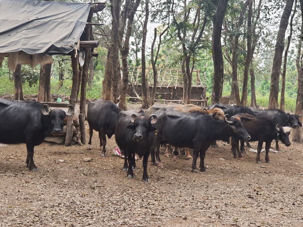 Photograph by Nirmalya Chakraborty