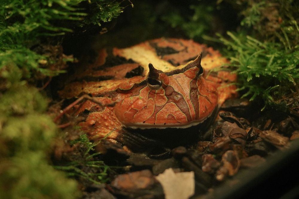 Photograph by Рондак Ульяна