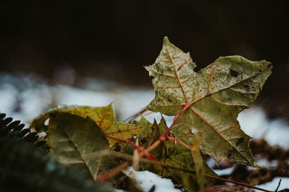 Photograph by Илья Найко