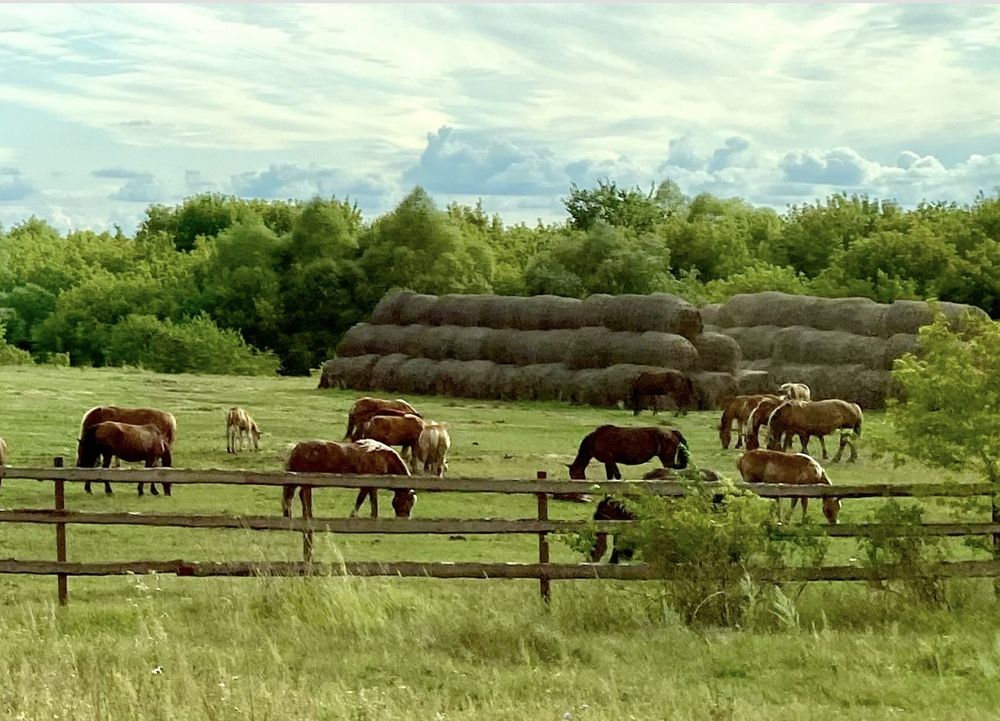 Фотография автора ГУЗАЛИЯ ГАНИЕВА