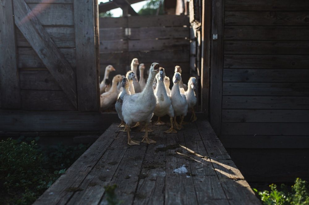 Photograph by Майя Полещук