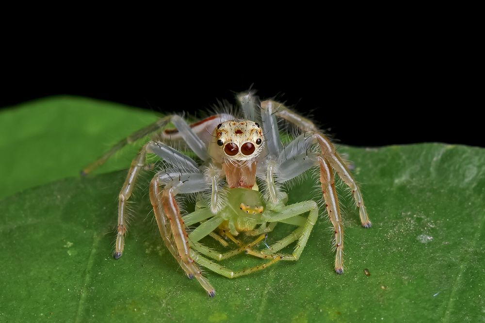 Two-striped jumper, female catch crab spider