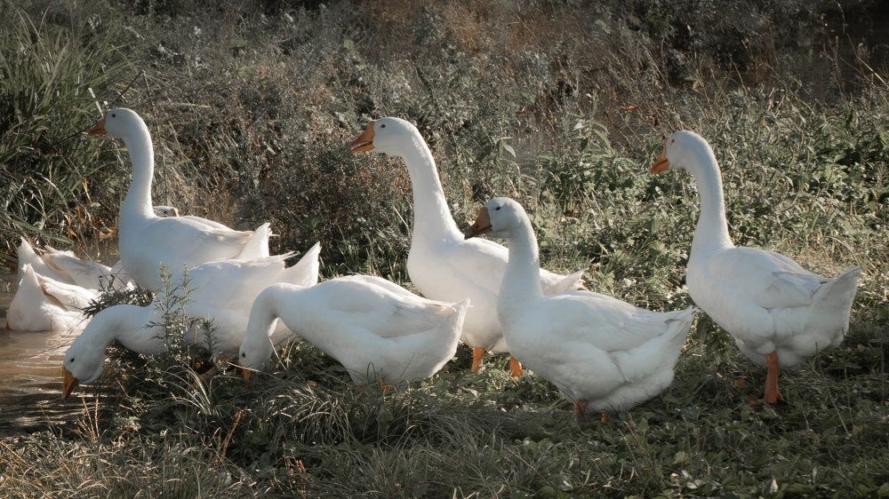 Photograph by Игорь Иванов