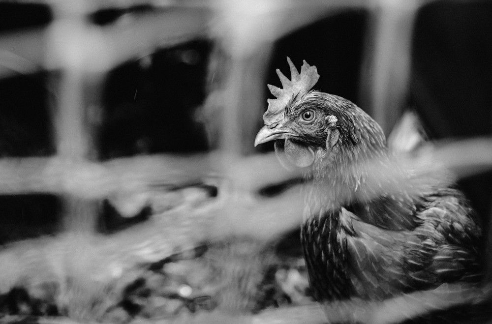 Photograph by Яна Пикулик