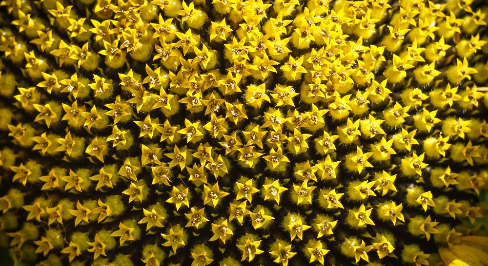 Sunflower flower close-up