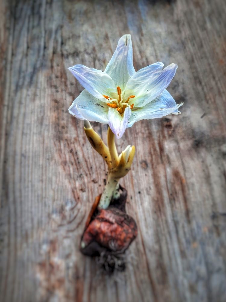 Безвременник