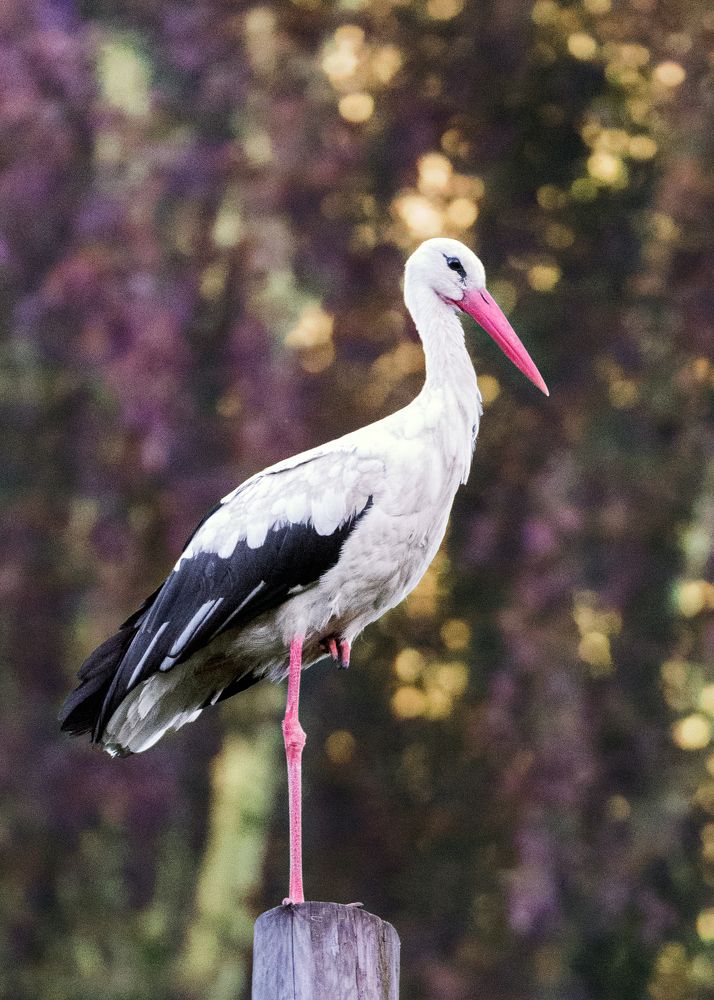 Photograph by Victor Stepanov