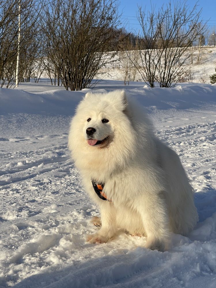 White Fluff