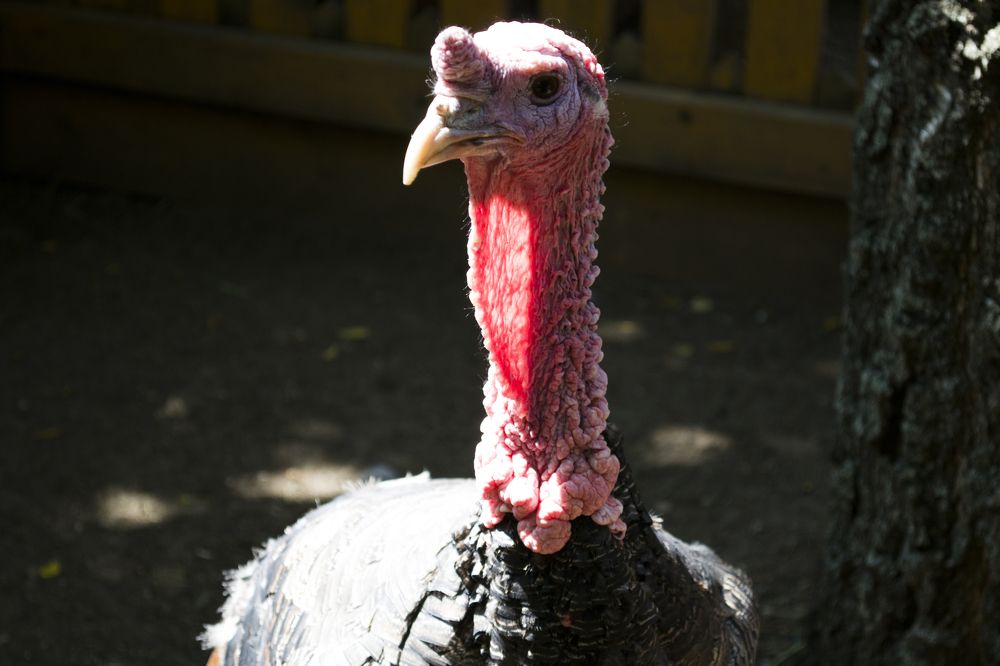 Photograph by Елизавета Большакова