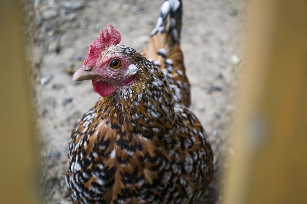 Photograph by Елизавета Большакова