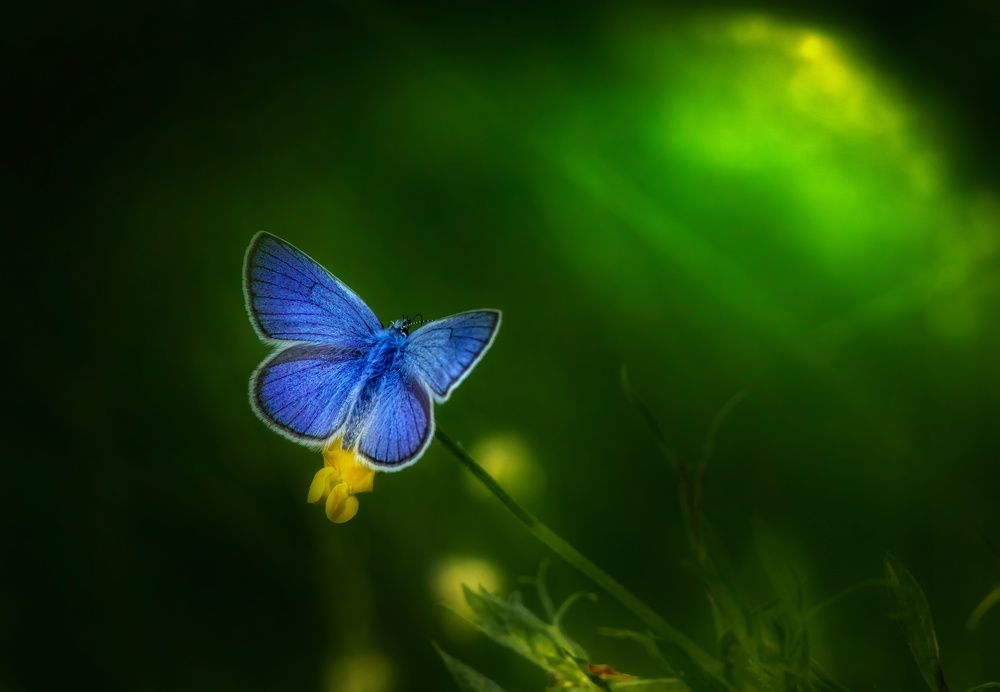 Photograph by Hamed Shahrokhi