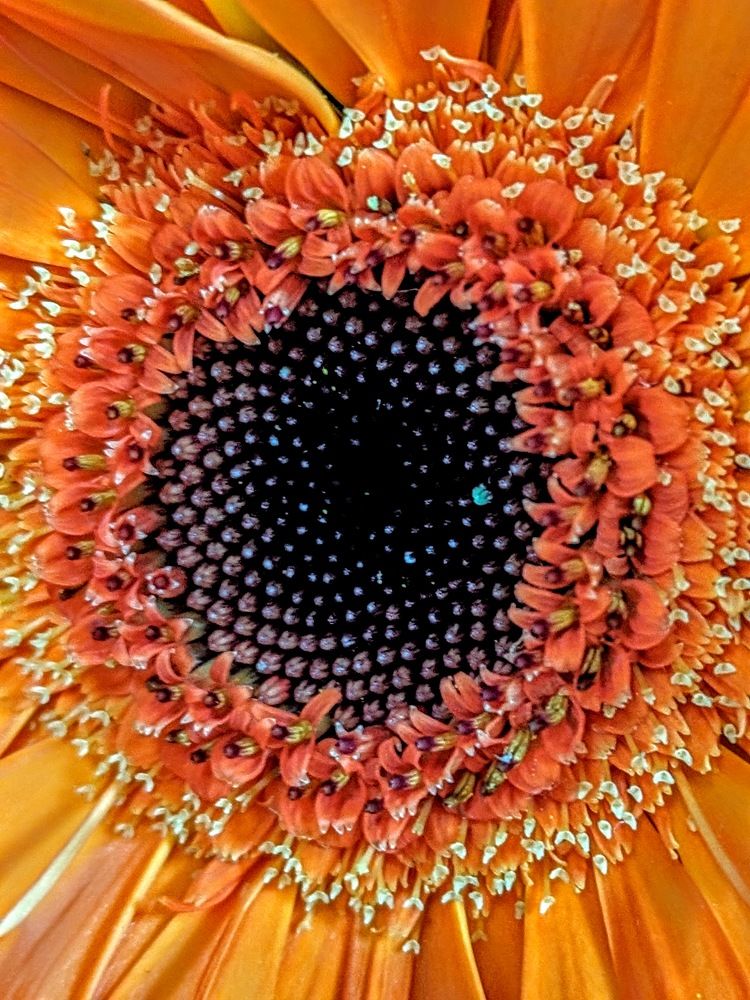 Orange Sunflower