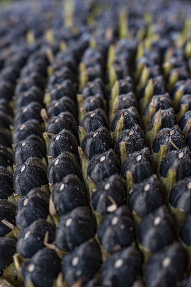 Photograph by Оксана Губанова