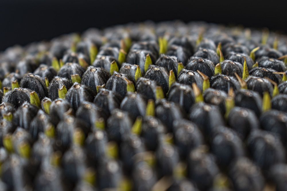 Photograph by Оксана Губанова