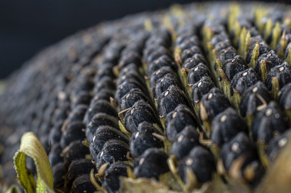 Photograph by Оксана Губанова