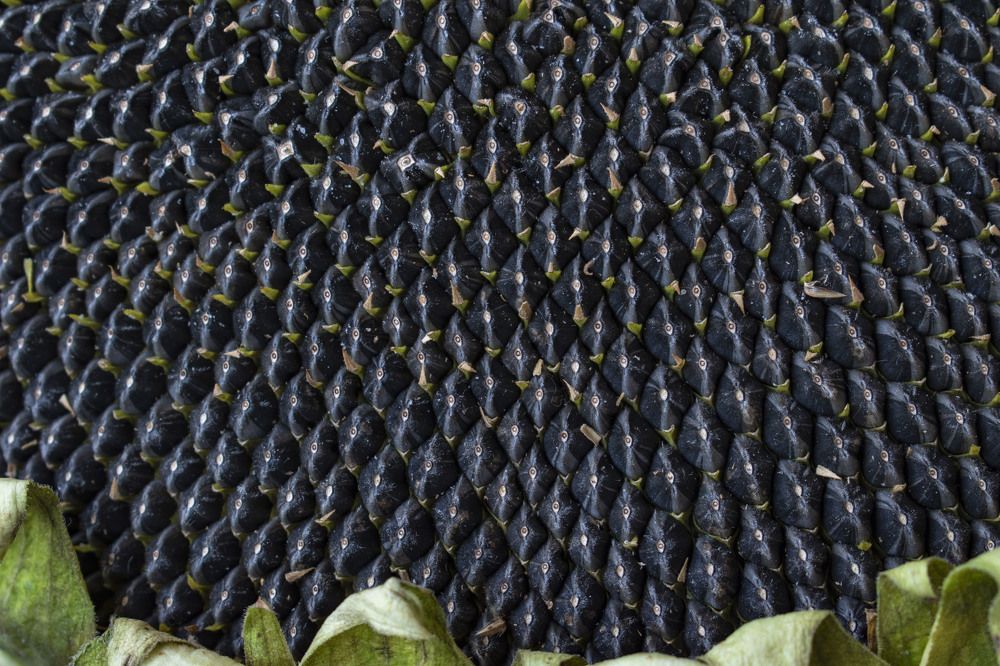 Photograph by Оксана Губанова