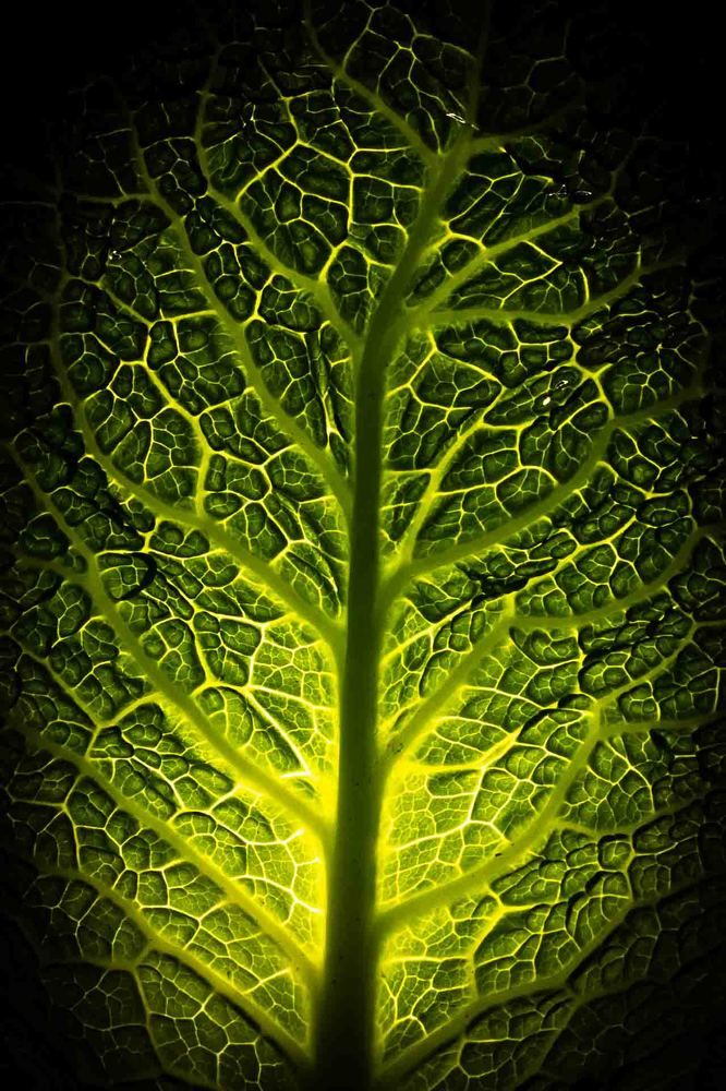 Photograph by Елена Кошкина