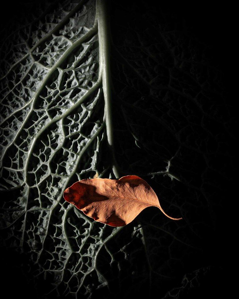 Фотография автора Елена Кошкина