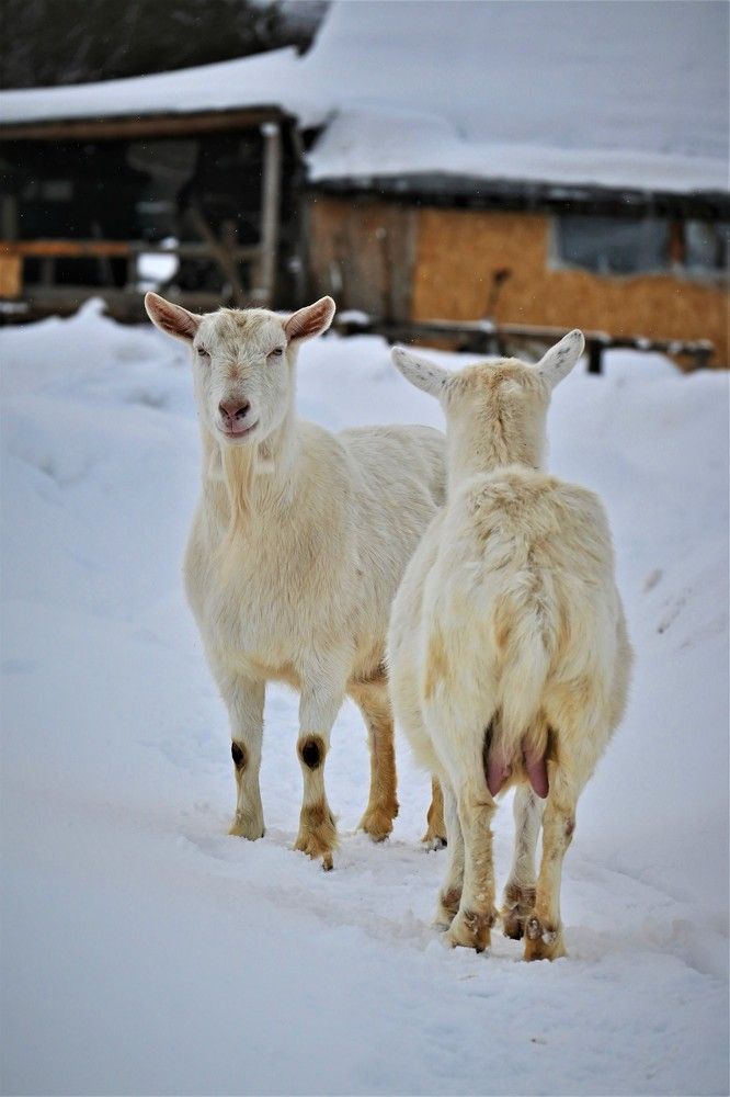 Фотография автора IRINA FILIPPOVA