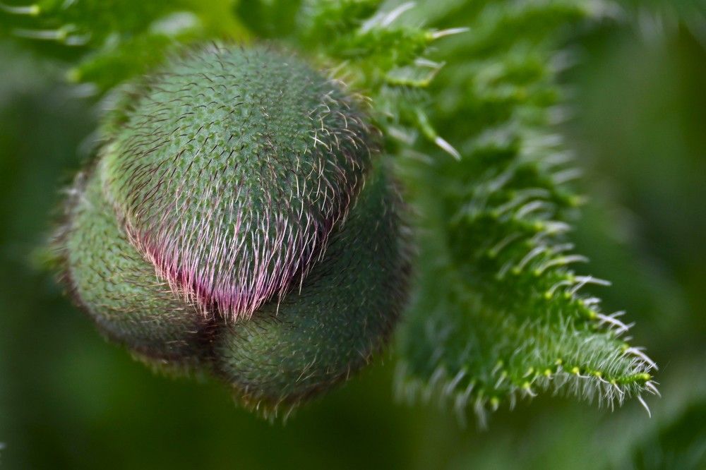 Фотография автора IRINA FILIPPOVA