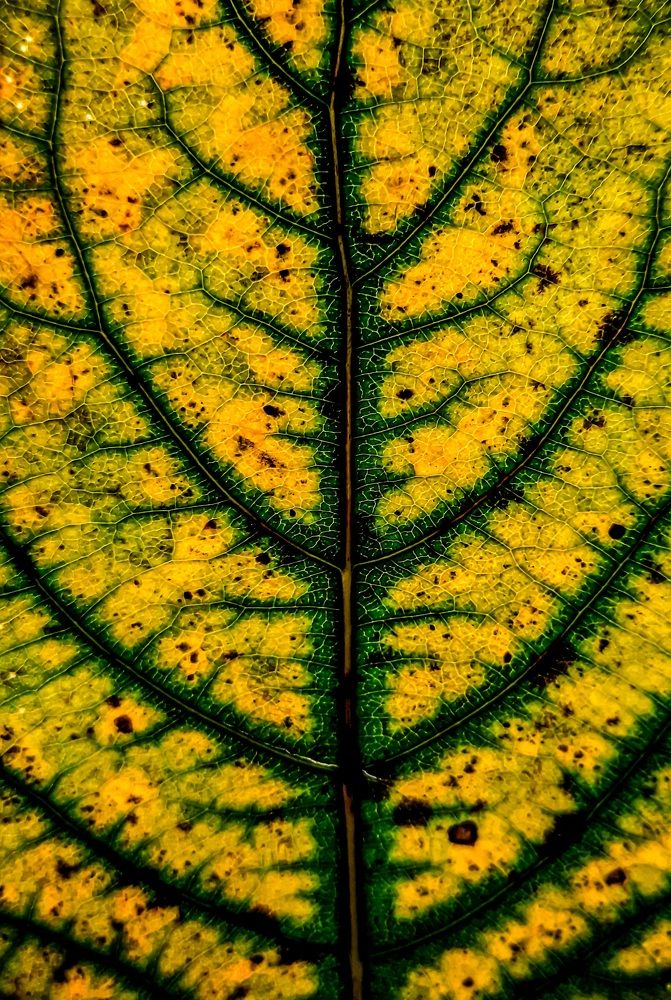 Photograph by Сергей Назаредский